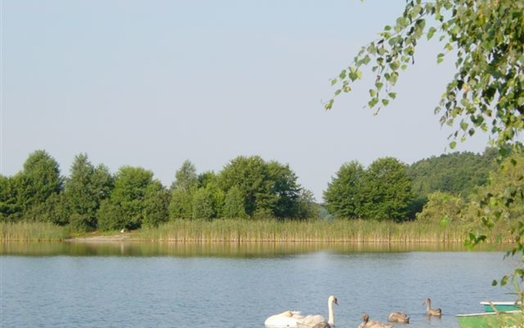 Pinnower See Schwan, Foto: Doreen Noack