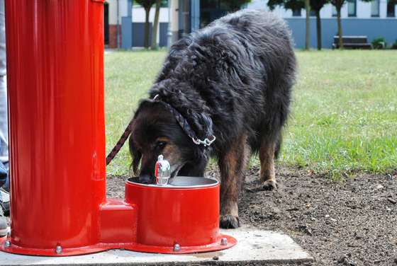 Auch an die Vierbeiner wurde gedacht
