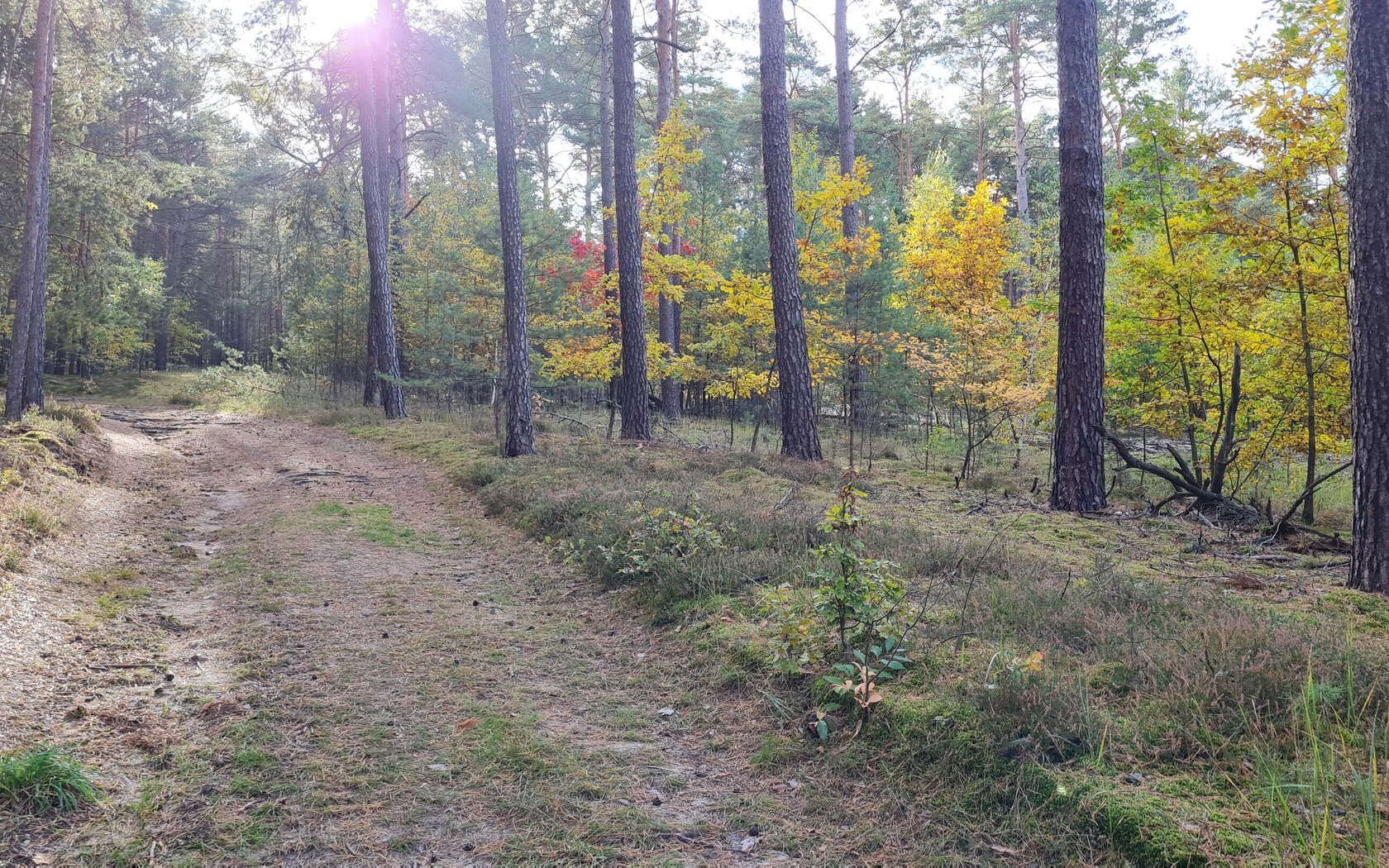 Wanderweg durch den herbstlichen Wald, Foto: Eva Lau, Lizenz: Tourismusverband Lausitzer Seenland e.V.