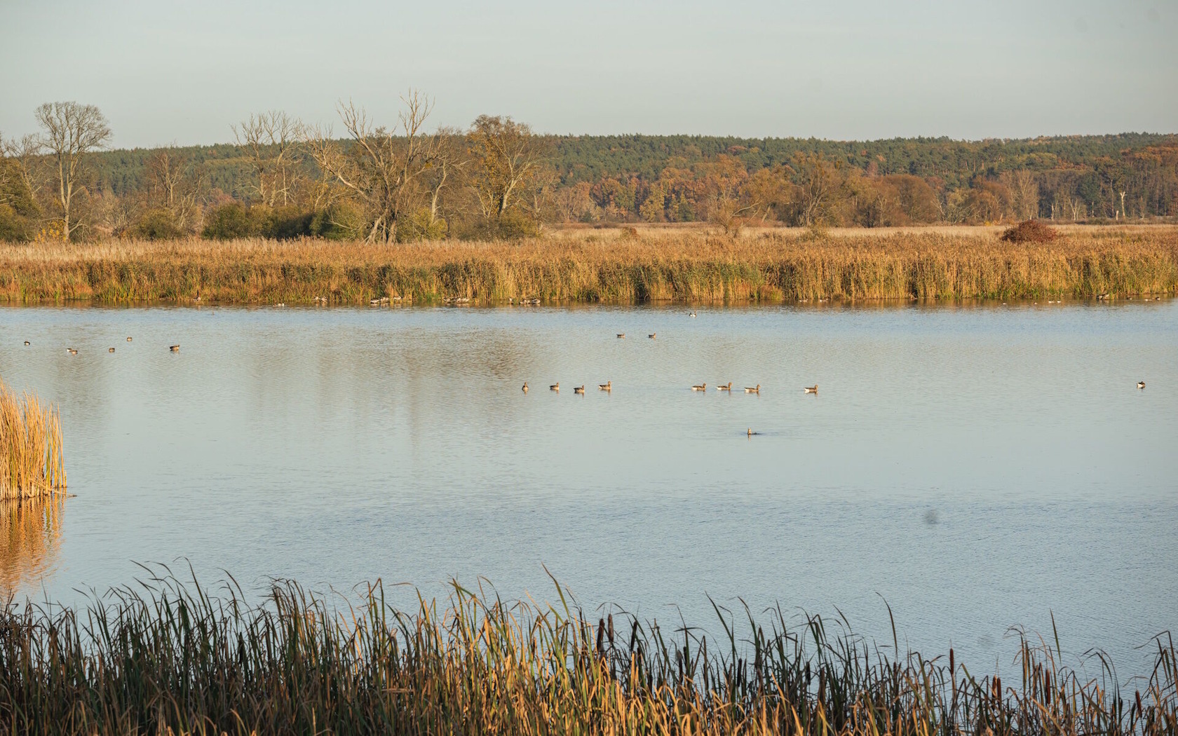 Wildgänse im Nationalpark Unteres Odertal; TMB Fotoarchiv Steffen Lehmann