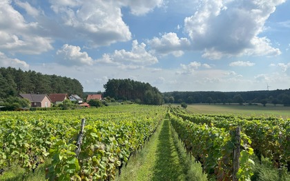 Weinberg Grano, Foto: Gernoth Apitz, Lizenz: Gernoth Apitz
