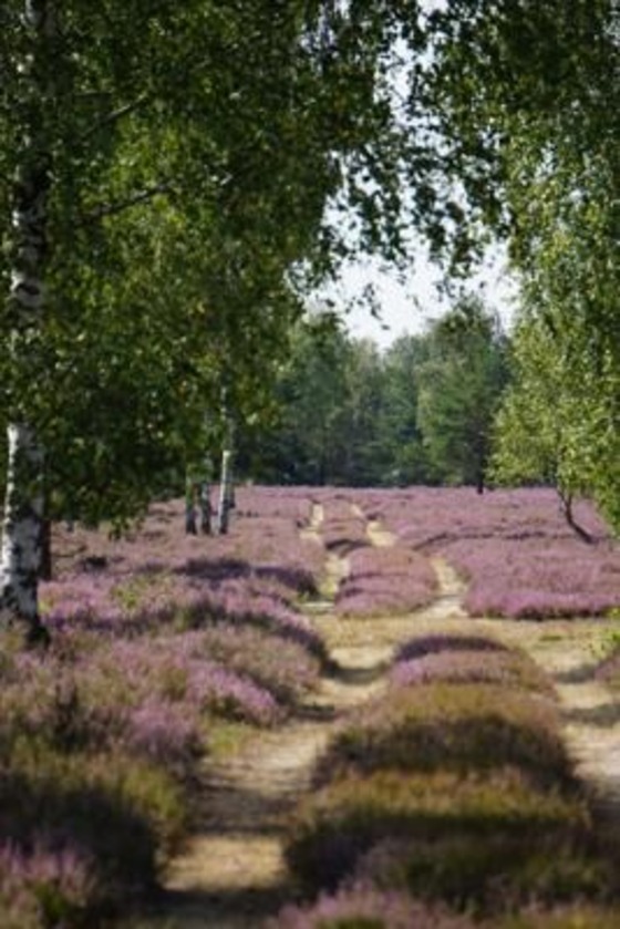 Blühende Heide, Foto: Lydia Brusendorf