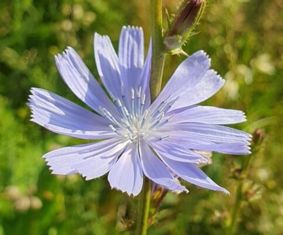 Foto: Lydia Brusendorf