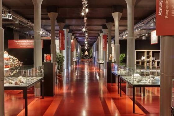 Foto: Plastinarium Guben, Lizenz: Plastinarium Guben