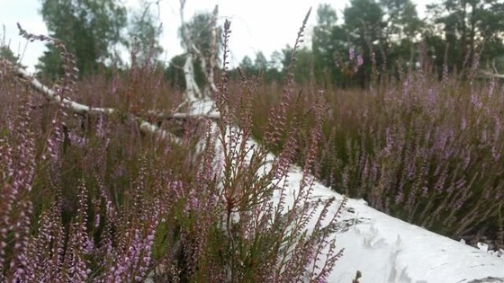 Foto: Kerstin Geilich, Lizenz: Marketing und Tourismus Guben e.V.
