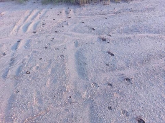 Foto: Tom Wawerek, Lizenz: Wildnisschule Walk on the Wildside